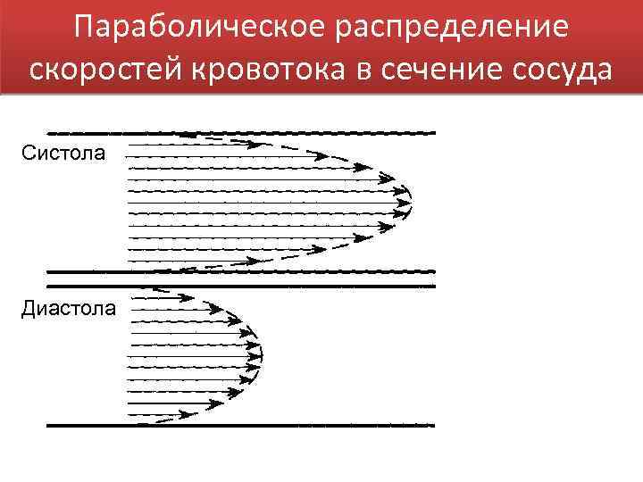 Параболическое распределение скоростей кровотока в сечение сосуда Систола Диастола 