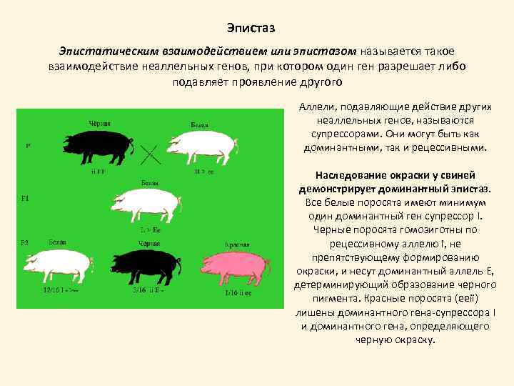 Доминантный ген определение. Эпистаз генетика. Доминантный эпистаз окраска тыквы. Доминантный эпистаз. Неаллельные взаимодействия генов эпистаз.