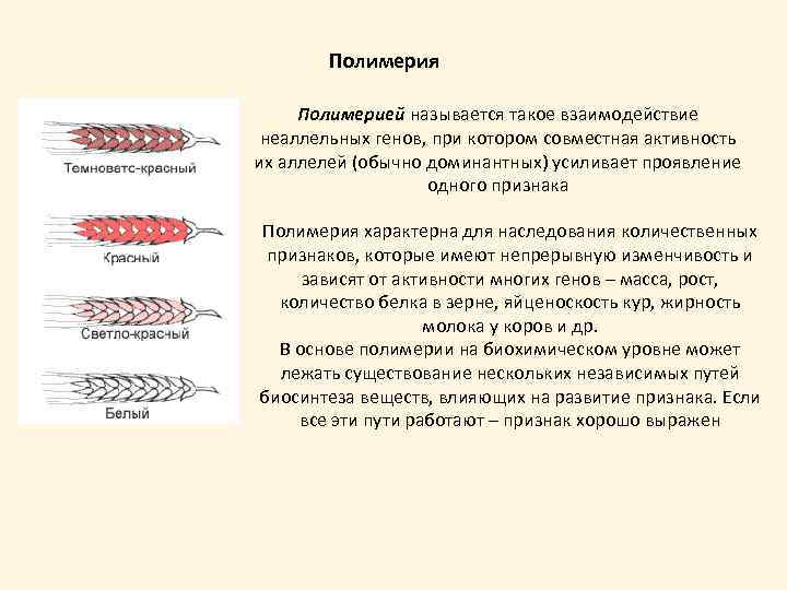 Полимерия это. Полимерия в генетике схема. Полимерия это такое взаимодействие неаллельных генов при котором. Наследование количественных признаков Полимерия. Полимерия взаимодействие неаллельных.