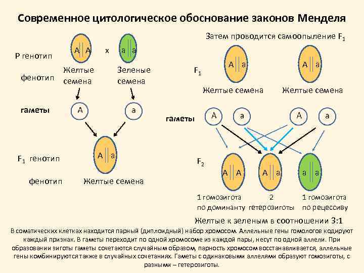 Схема распределения аллельных генов в процессах мейоза и оплодотворения