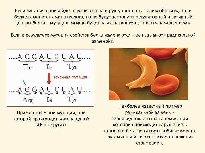 Если мутация произойдет внутри экзона структурного гена таким образом, что в белке заменится аминокислота,