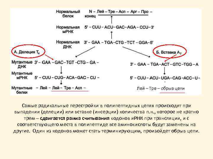 Лей – Тре – обрыв цепи Самые радикальные перестройки в полипептидных цепях происходят при