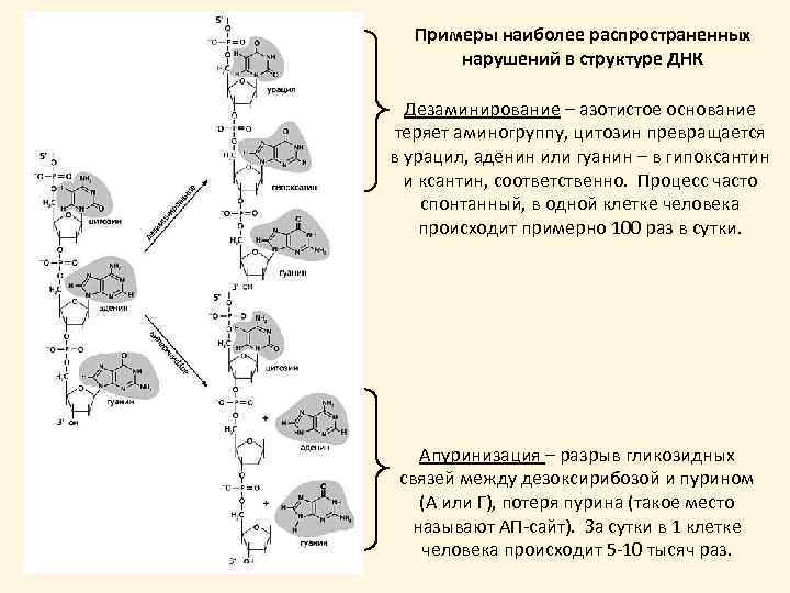 Примеры наиболее распространенных нарушений в структуре ДНК Дезаминирование – азотистое основание теряет аминогруппу, цитозин
