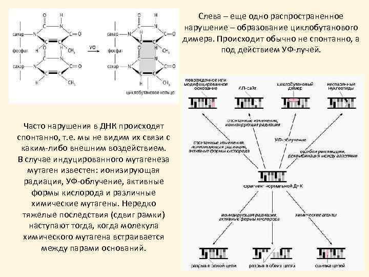Слева – еще одно распространенное нарушение – образование циклобутанового димера. Происходит обычно не спонтанно,