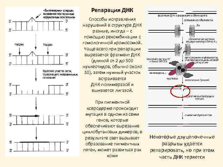 Репарация ДНК Способы исправления нарушений в структуре ДНК разные, иногда – с помощью рекомбинации