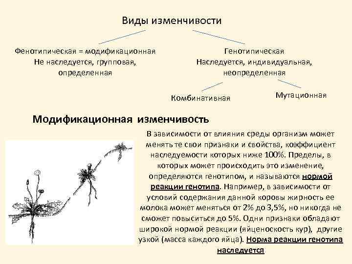 Виды изменчивости Фенотипическая = модификационная Не наследуется, групповая, определенная Генотипическая Наследуется, индивидуальная, неопределенная Комбинативная