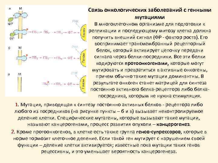 Связь онкологических заболеваний с генными мутациями В многоклеточном организме для подготовки к репликации и