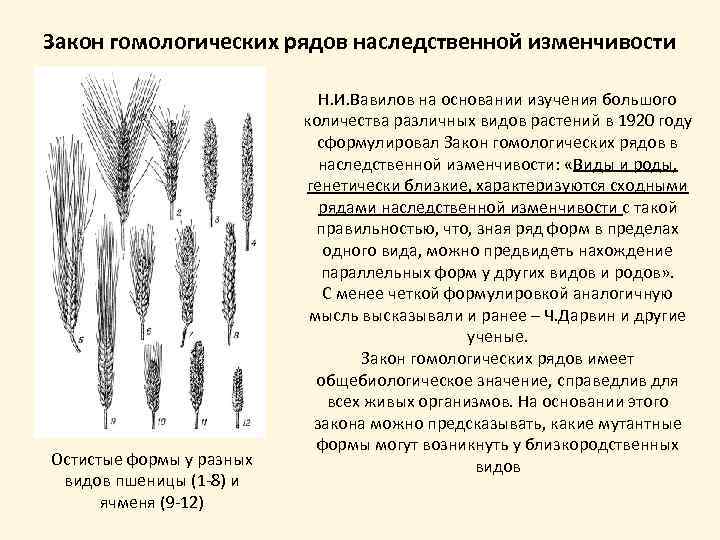 Презентация закон гомологических рядов наследственной изменчивости 10 класс