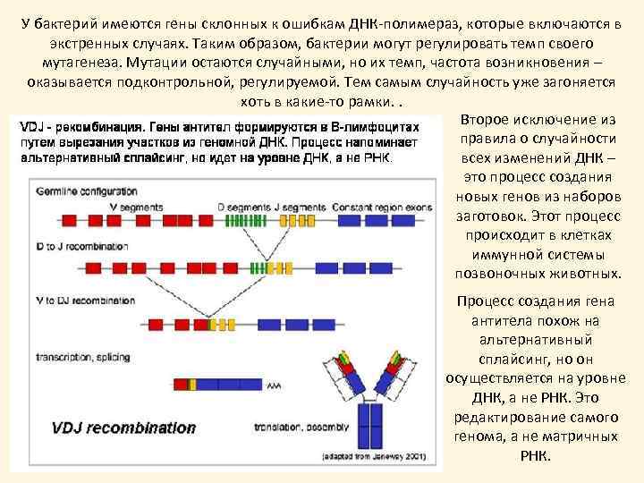 У бактерий имеются гены склонных к ошибкам ДНК-полимераз, которые включаются в экстренных случаях. Таким