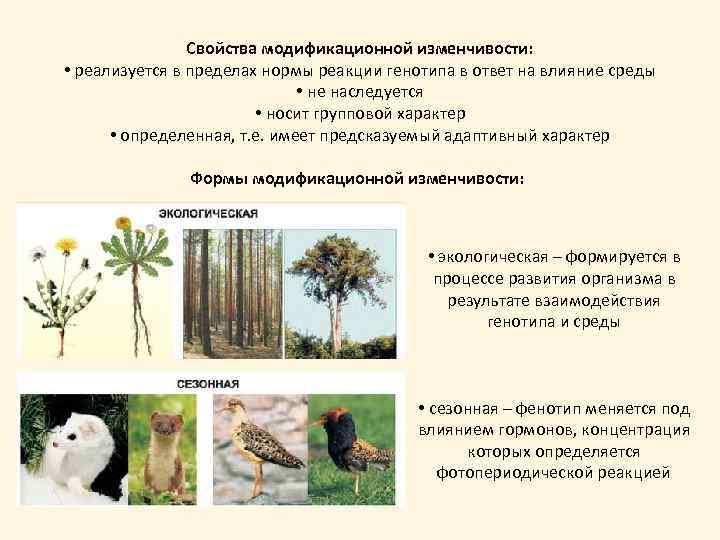 Свойства модификационной изменчивости: • реализуется в пределах нормы реакции генотипа в ответ на влияние