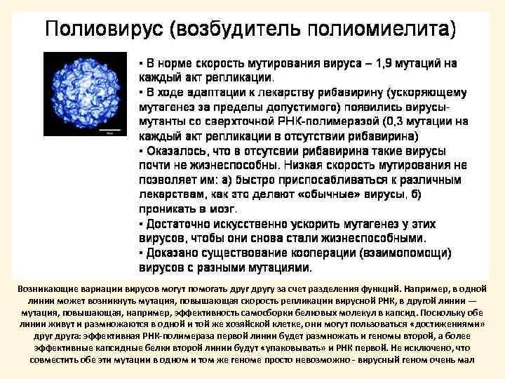 Возникающие вариации вирусов могут помогать другу за счет разделения функций. Например, в одной линии