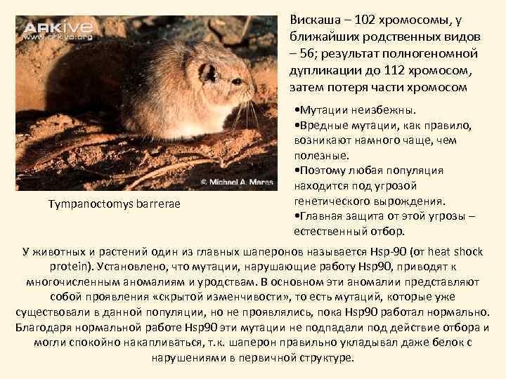 Вискаша – 102 хромосомы, у ближайших родственных видов – 56; результат полногеномной дупликации до