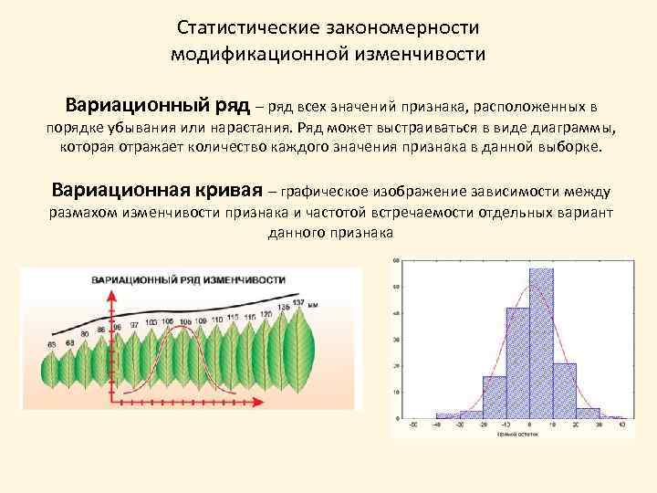 Статистические закономерности модификационной изменчивости Вариационный ряд – ряд всех значений признака, расположенных в порядке
