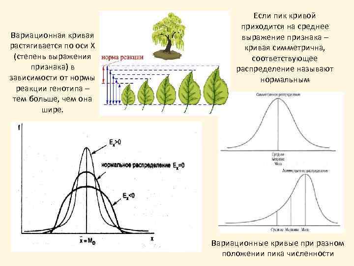 Вариационная кривая растягивается по оси Х (степень выражения признака) в зависимости от нормы реакции