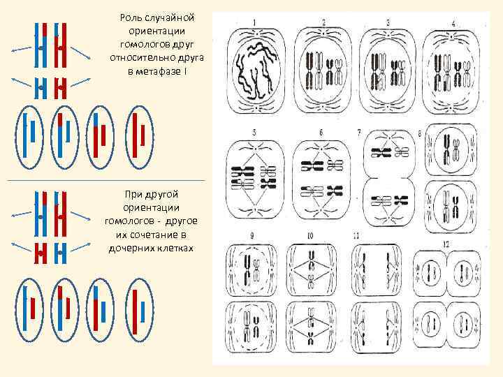 Роль случайной ориентации гомологов друг относительно друга в метафазе I При другой ориентации гомологов