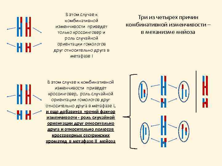 В этом случае к комбинативной изменчивости приведет только кроссинговер и роль случайной ориентации гомологов