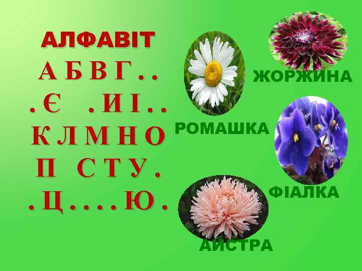 АЛФАВІТ Ж Ш А Б В Г. . Р ЖОРЖИНА. Є. ИІ. . РОМАШКА