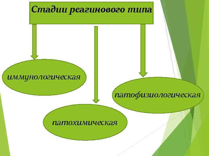 Стадии реагинового типа иммунологическая патофизиологическая патохимическая 