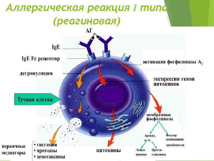 Аллергическая реакция на укус насекомого карта вызова скорой медицинской помощи шпаргалка