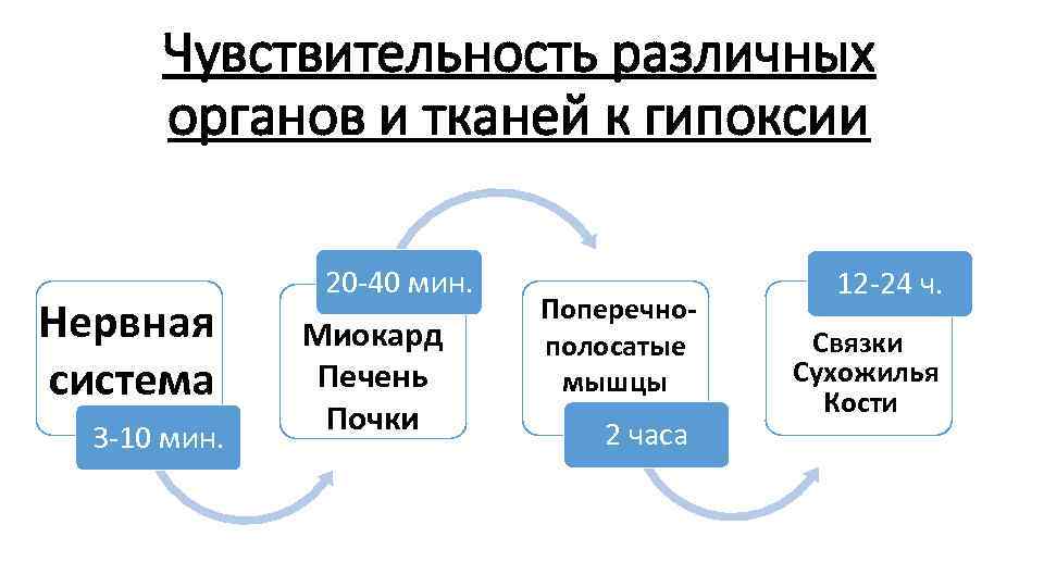 Чувствительность различных органов и тканей к гипоксии Нервная система 3 -10 мин. 20 -40