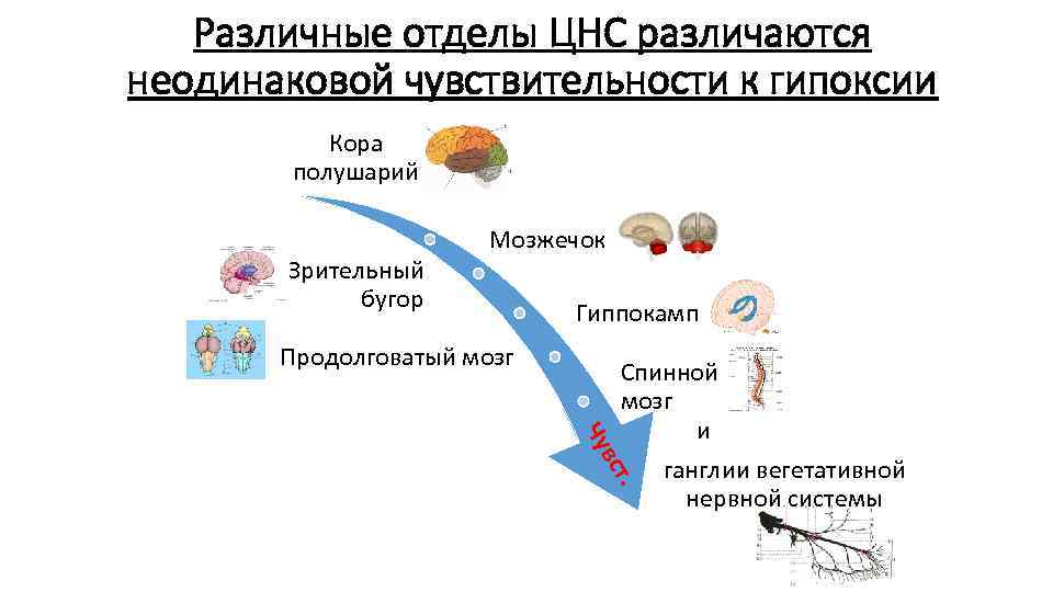 Различные отделы ЦНС различаются неодинаковой чувствительности к гипоксии Кора полушарий Зрительный бугор Мозжечок Гиппокамп