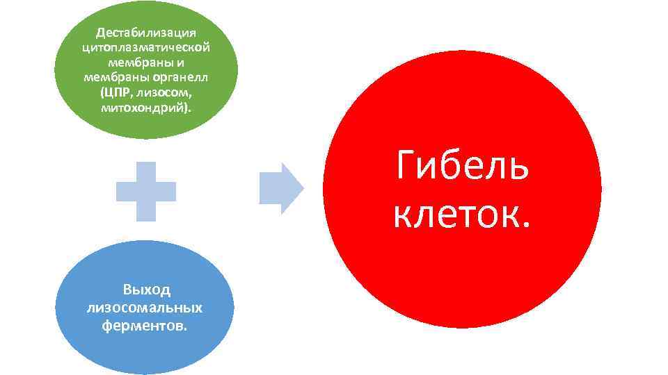 Дестабилизация цитоплазматической мембраны и мембраны органелл (ЦПР, лизосом, митохондрий). Гибель клеток. Выход лизосомальных ферментов.