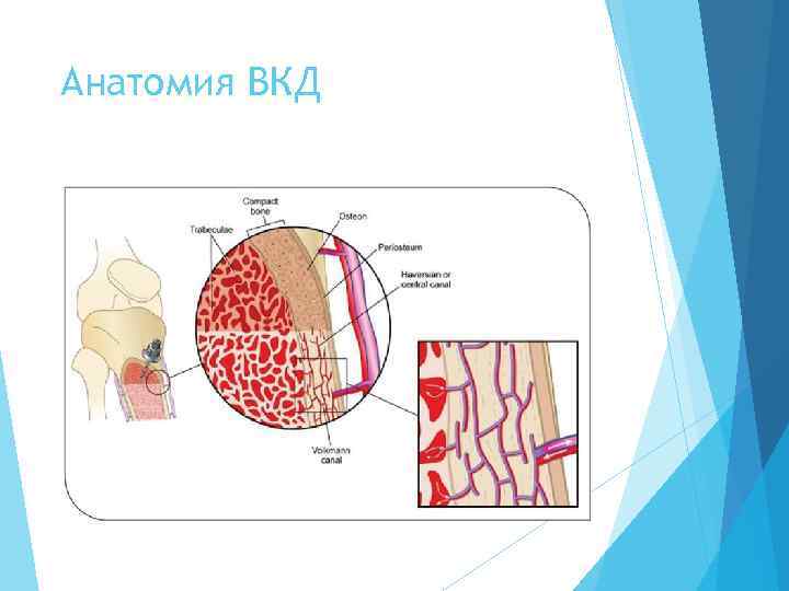 Анатомия ВКД 