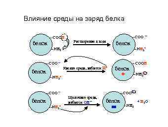 Влияние среды на заряд белка --СООН белок --СОО --Растворение в воде --NH 2 --СОО