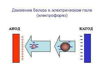 Движение белков в электрическом поле (электрофорез) АНОД КАТОД + + + + + ----