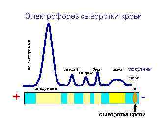 денситограмма Электрофорез сыворотки крови альфа-1 бетаальфа-2 гамма - глобулины старт + альбумины сыворотка крови