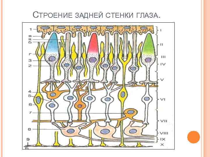 Строение задней. Строение задней стенки глаза. Слои задней стенки глаза. Орган зрения задняя стенк. Задняя стенка глаза схема.