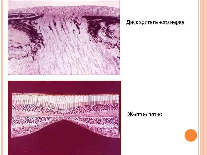 Место выхода зрительного нерва пятно. Зрительный нерв гистология препарат. Желтоепчтно гииологич глаз. Желтое пятно сетчатки гистология. Строение зрительного нерва гистология.
