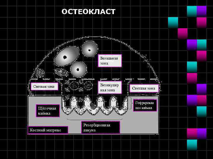 ОСТЕОКЛАСТ Базальная зона Светлая зона Везикуляр ная зона Гофрирован ная каёмка Щёточная каёмка Костный