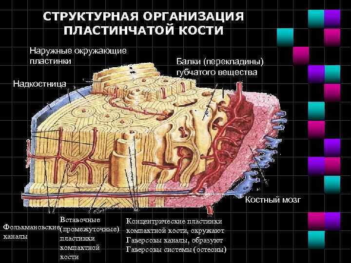 СТРУКТУРНАЯ ОРГАНИЗАЦИЯ ПЛАСТИНЧАТОЙ КОСТИ Наружные окружающие пластинки Балки (перекладины) губчатого вещества Надкостница Костный мозг