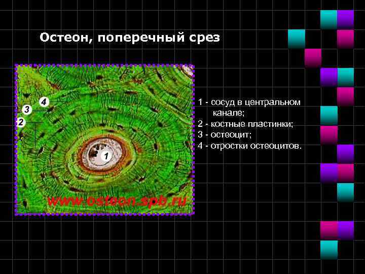 Остеон, поперечный срез 1 - сосуд в центральном канале; 2 - костные пластинки; 3