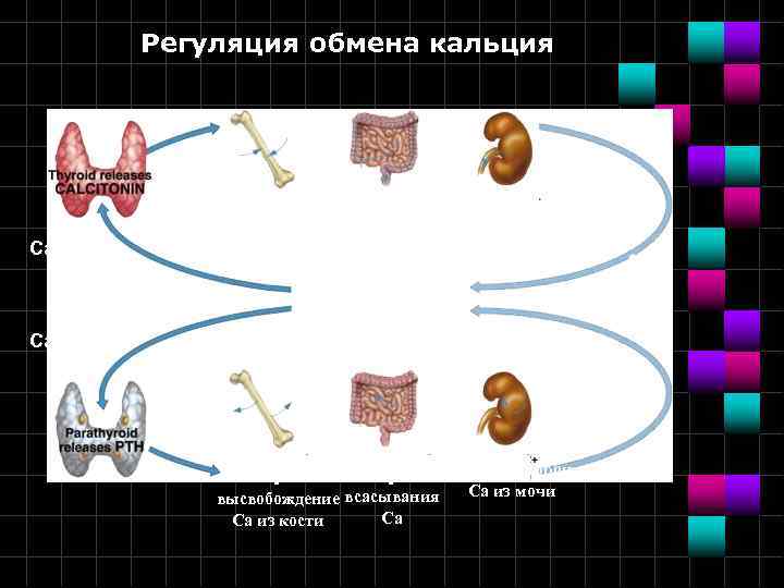 Регуляция обмена кальция Са включения Са в кости всасывания Са реабсорбцию Са из мочи
