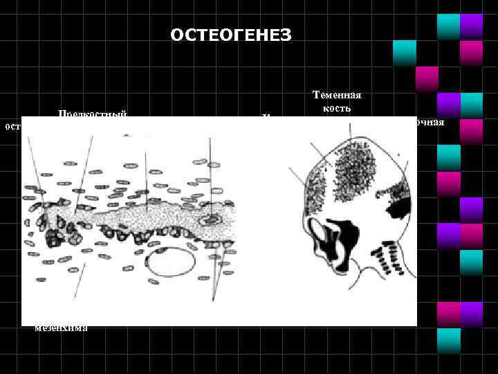 ОСТЕОГЕНЕЗ Предкостный остеокластматрикс Обызвествлённая Остеоцит кость Костные спикулы Лобная кость Рыхлая мезенхима остеокласт Теменная