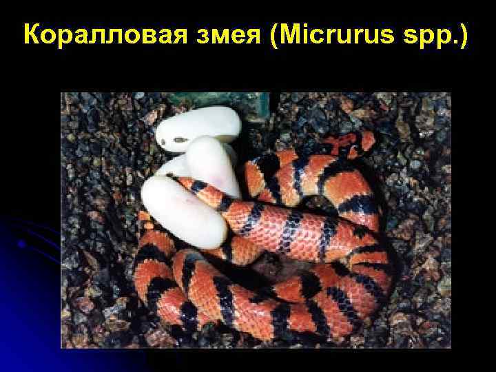 Коралловая змея (Micrurus spp. ) 
