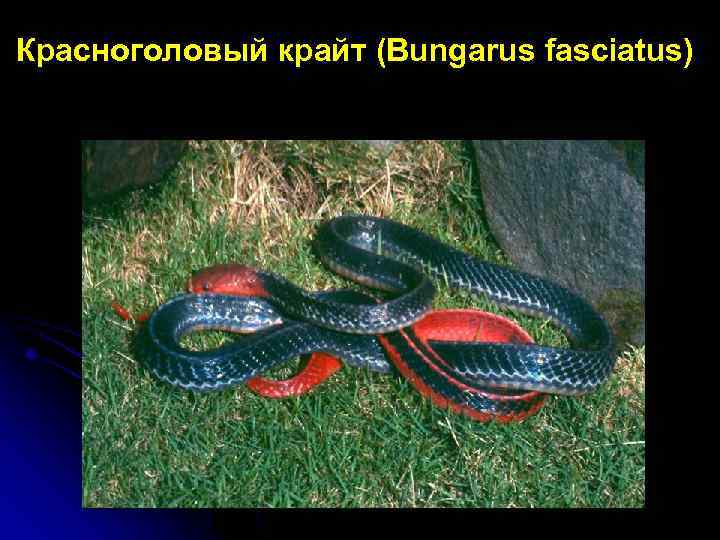 Красноголовый крайт (Bungarus fasciatus) 