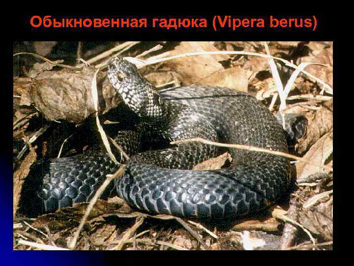 Внешнее отличие змеи приморья. Обыкновенная гадюка - Vipera berus (Linnaeus, 1758). Гадюка обыкновенная в Приморье. Vipera berus Linnaeus, 1758 Мордовия. Приморье обыкновенную гадюку фотографию.