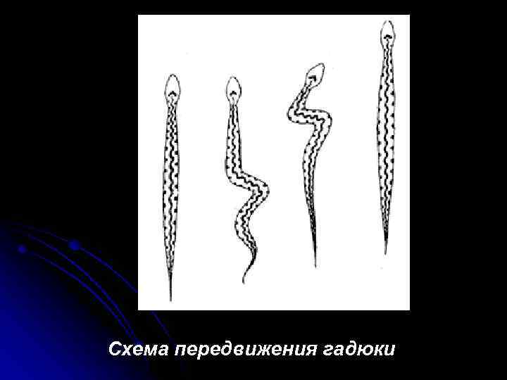 Схема передвижения гадюки 