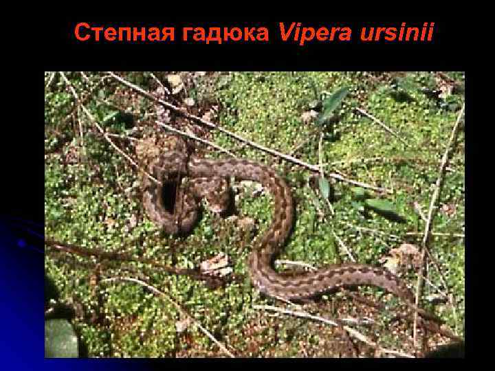 Степная гадюка Vipera ursinii 
