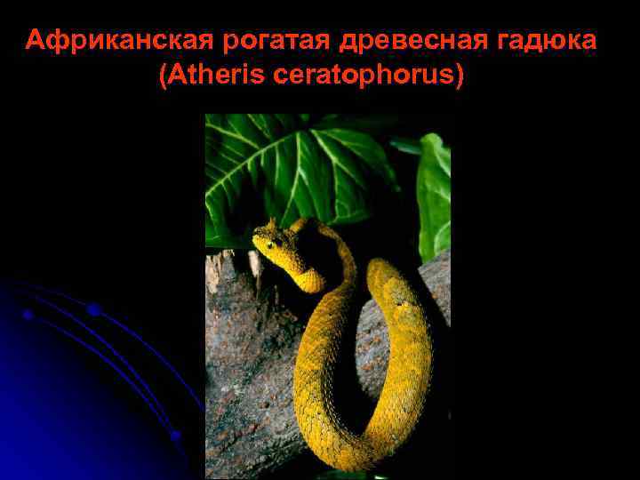 Африканская рогатая древесная гадюка (Atheris ceratophorus) 