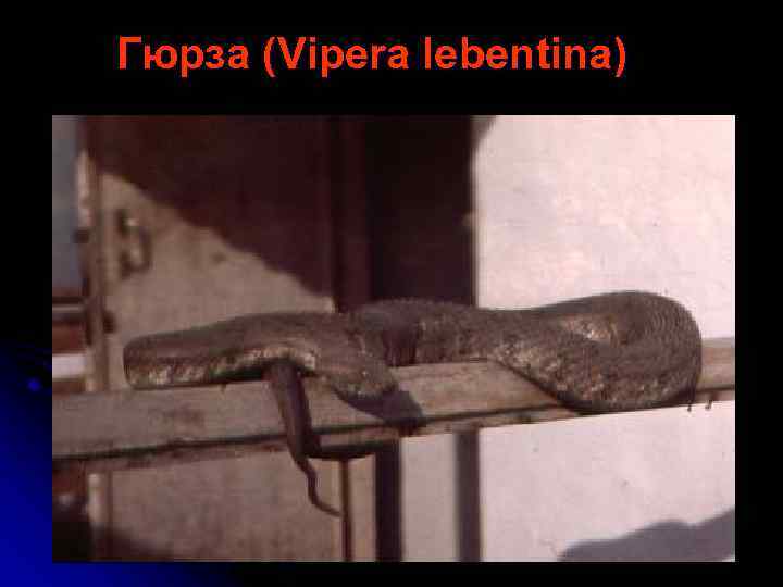 Гюрза (Vipera lebentina) 