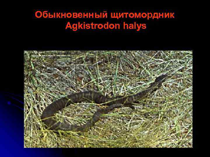 Обыкновенный щитомордник Agkistrodon halys 