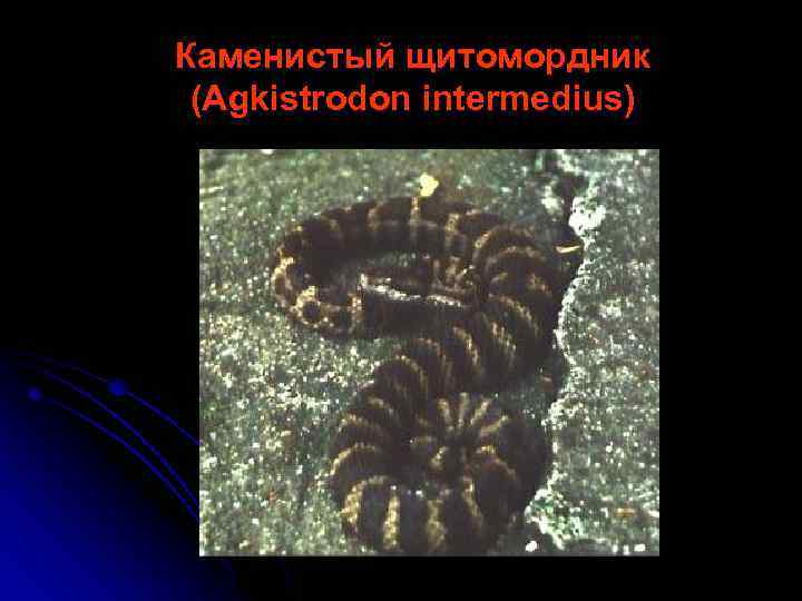 Каменистый щитомордник (Agkistrodon intermedius) 