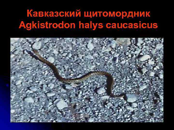 Кавказский щитомордник Agkistrodon halys caucasicus 