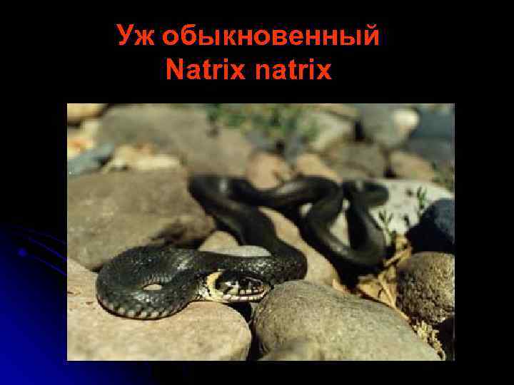 Уж обыкновенный Natrix natrix 