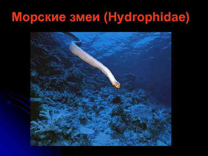 Морские змеи (Hydrophidae) 