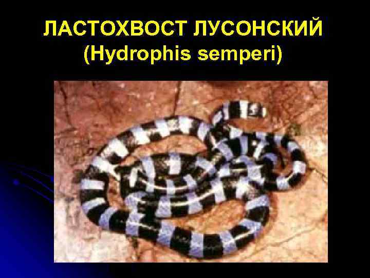 ЛАСТОХВОСТ ЛУСОНСКИЙ (Hydrophis semperi) 